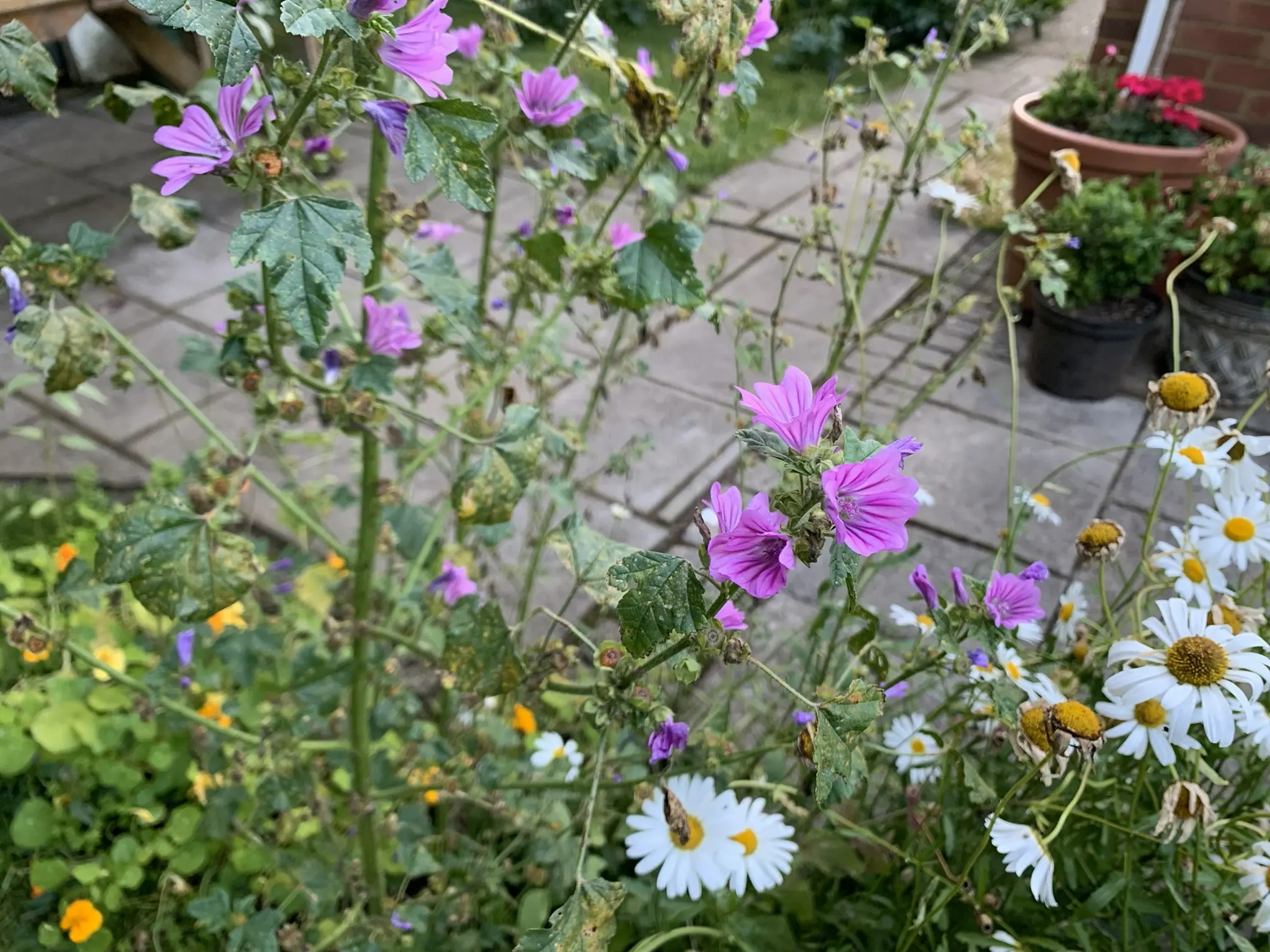 Use your garden to benefit nature