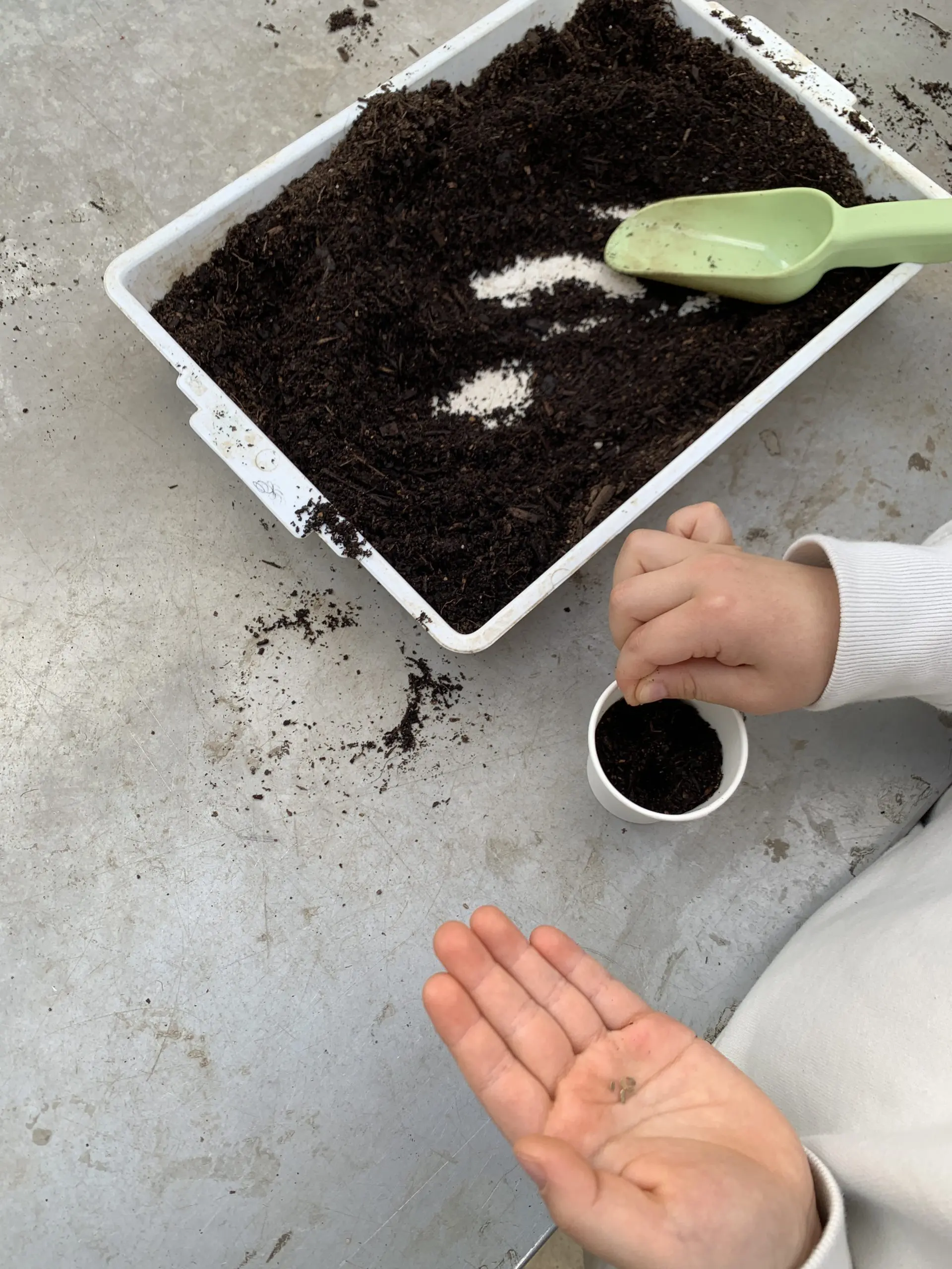 Choose a good compost/fertiliser