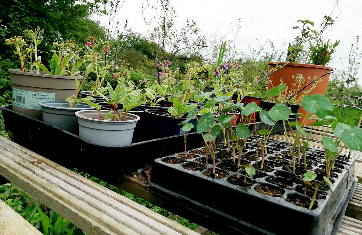 Join a community garden