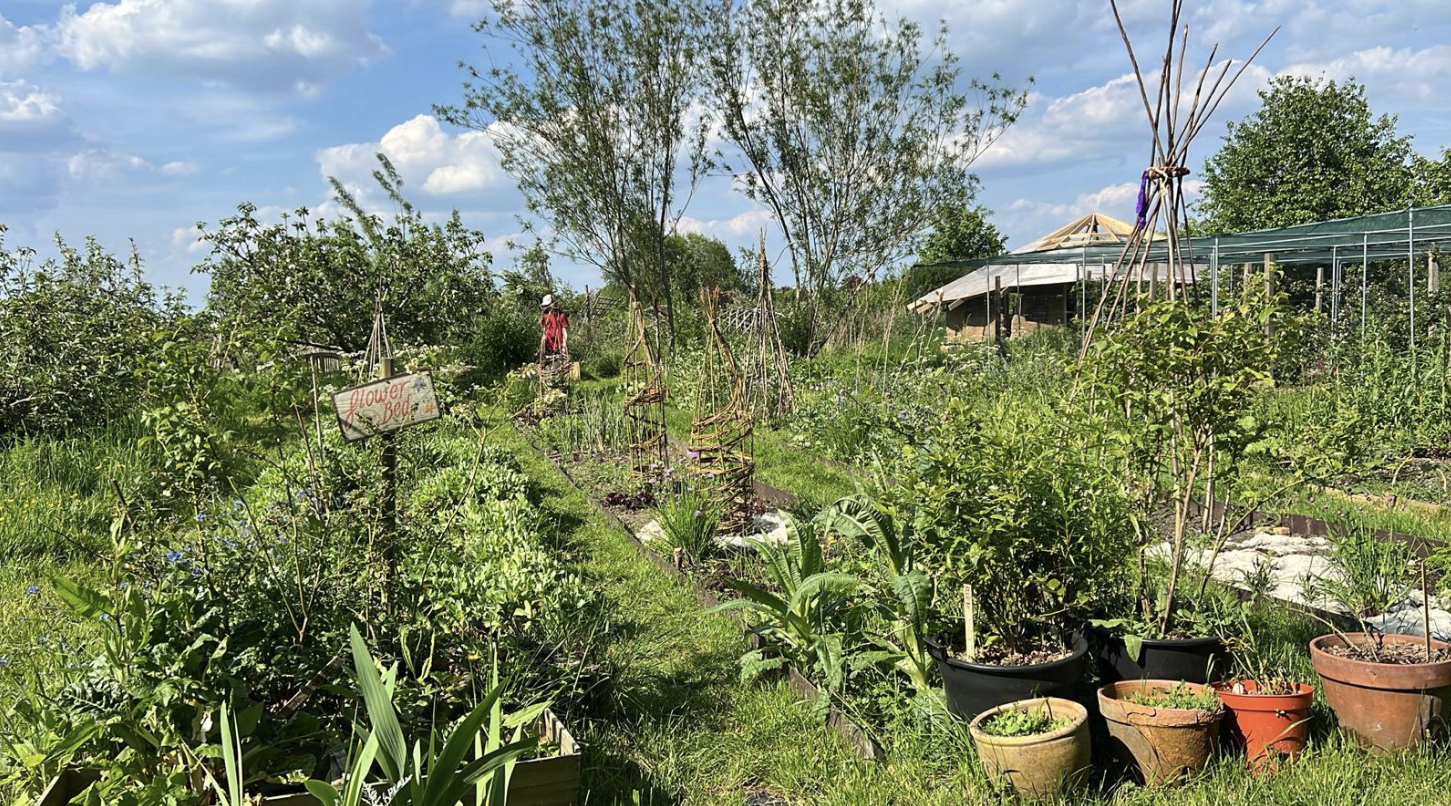 Start a community growing project